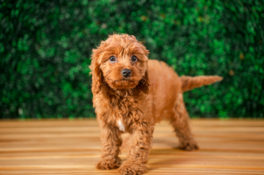 Cavapoo Puppy for Adoption