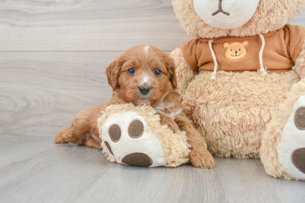 Cavapoo Puppy for Adoption