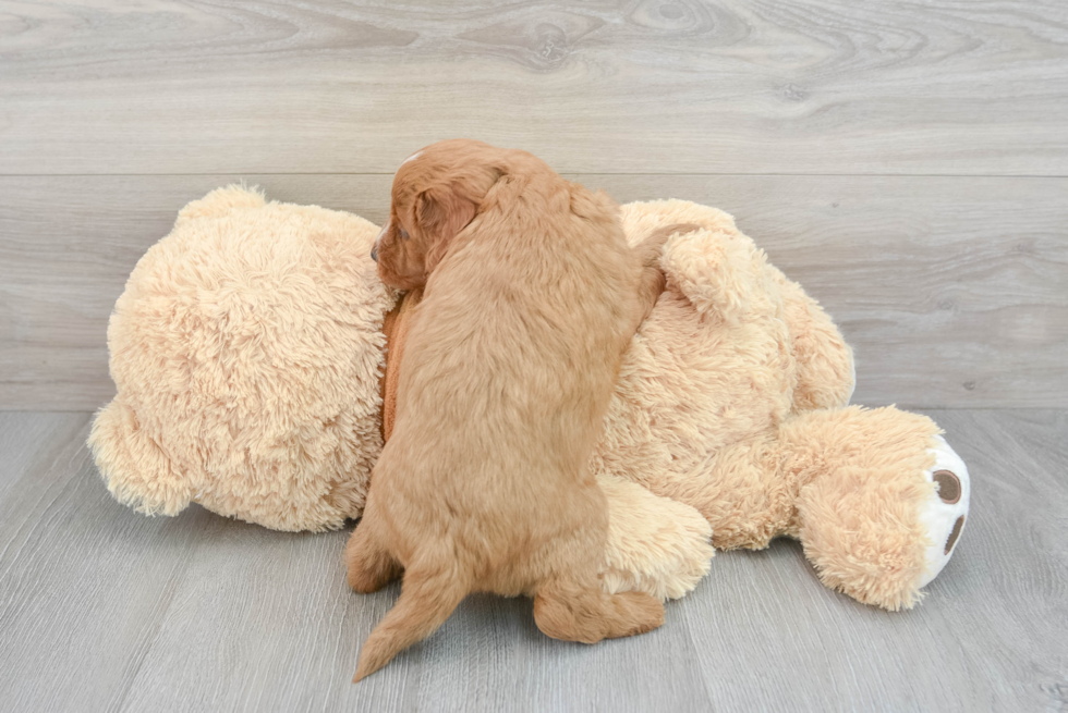 Adorable Cavoodle Poodle Mix Puppy