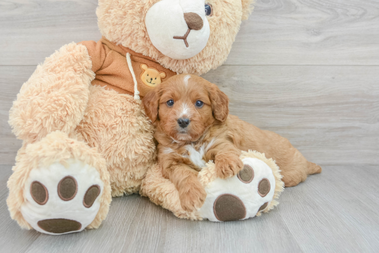 Best Cavapoo Baby
