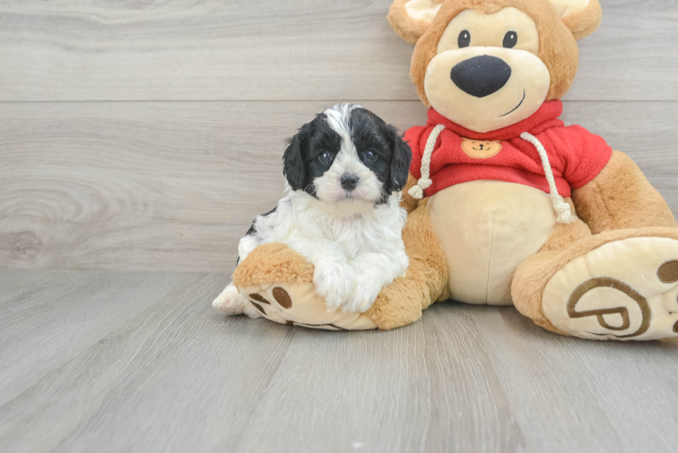 Cavapoo Puppy for Adoption