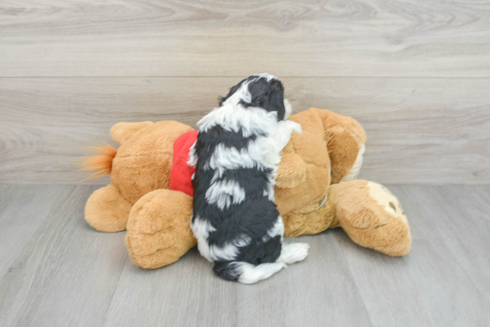 Sweet Cavapoo Baby