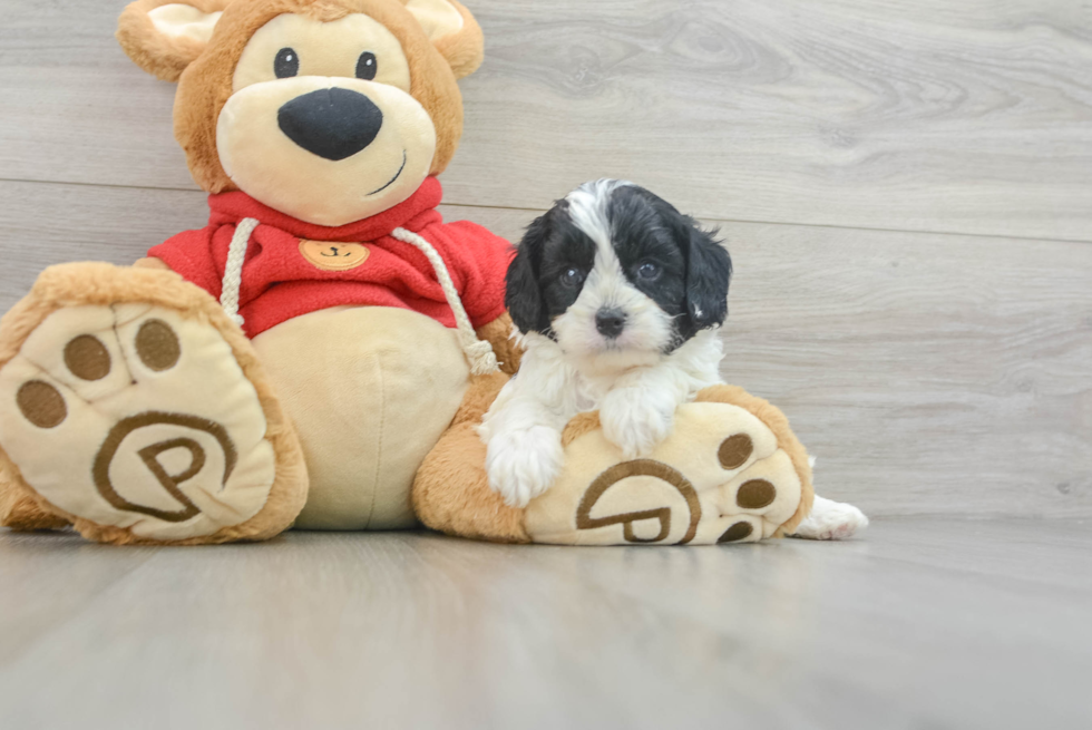 Small Cavapoo Baby