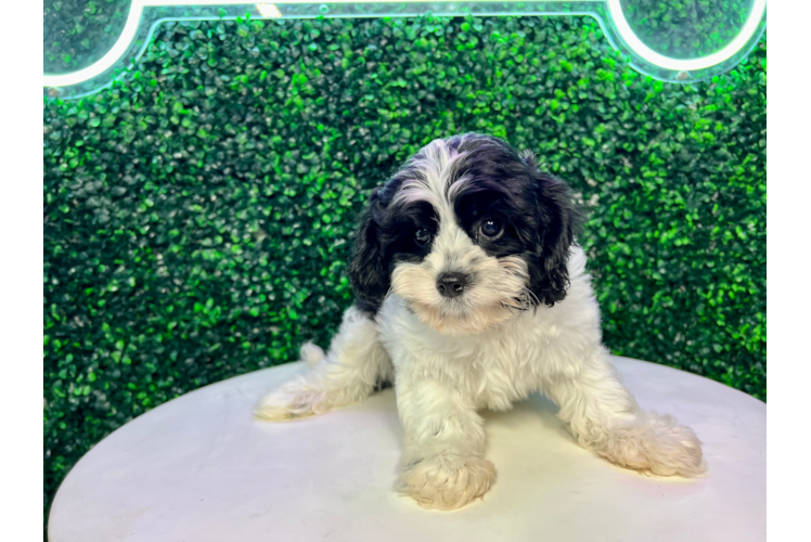 Cavapoo Pup Being Cute