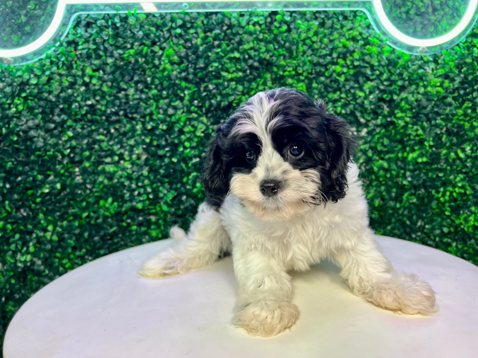 Cavapoo Pup Being Cute