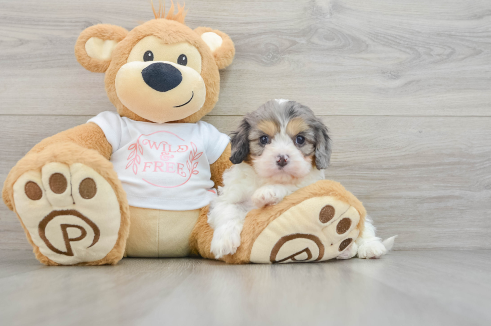 6 week old Cavapoo Puppy For Sale - Puppy Love PR