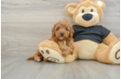 Best Cavapoo Baby