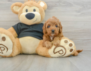 7 week old Cavapoo Puppy For Sale - Puppy Love PR