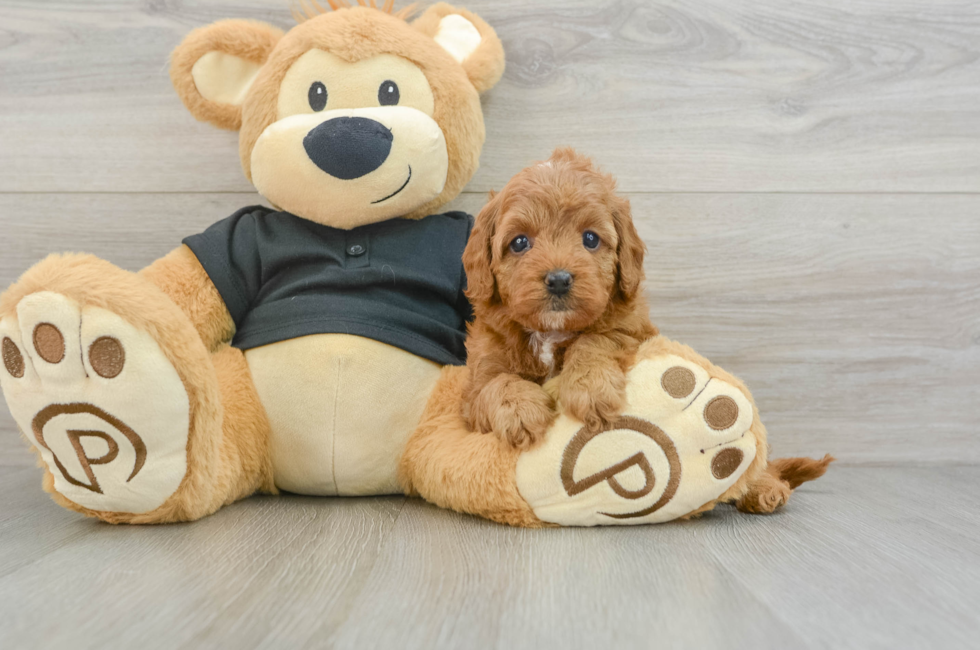 7 week old Cavapoo Puppy For Sale - Puppy Love PR