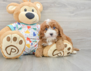 9 week old Cavapoo Puppy For Sale - Puppy Love PR