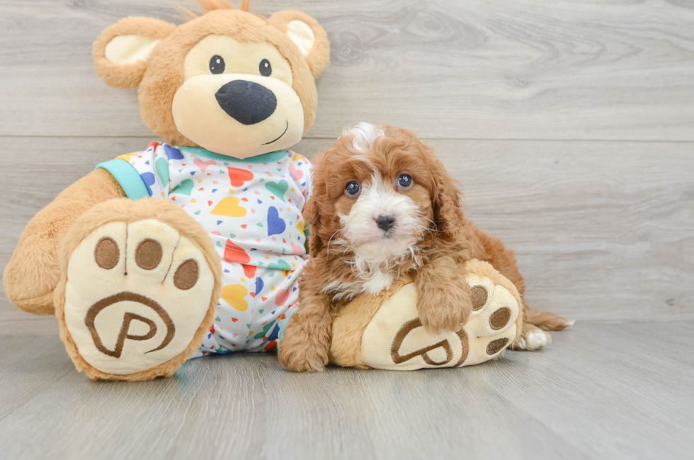 6 week old Cavapoo Puppy For Sale - Puppy Love PR
