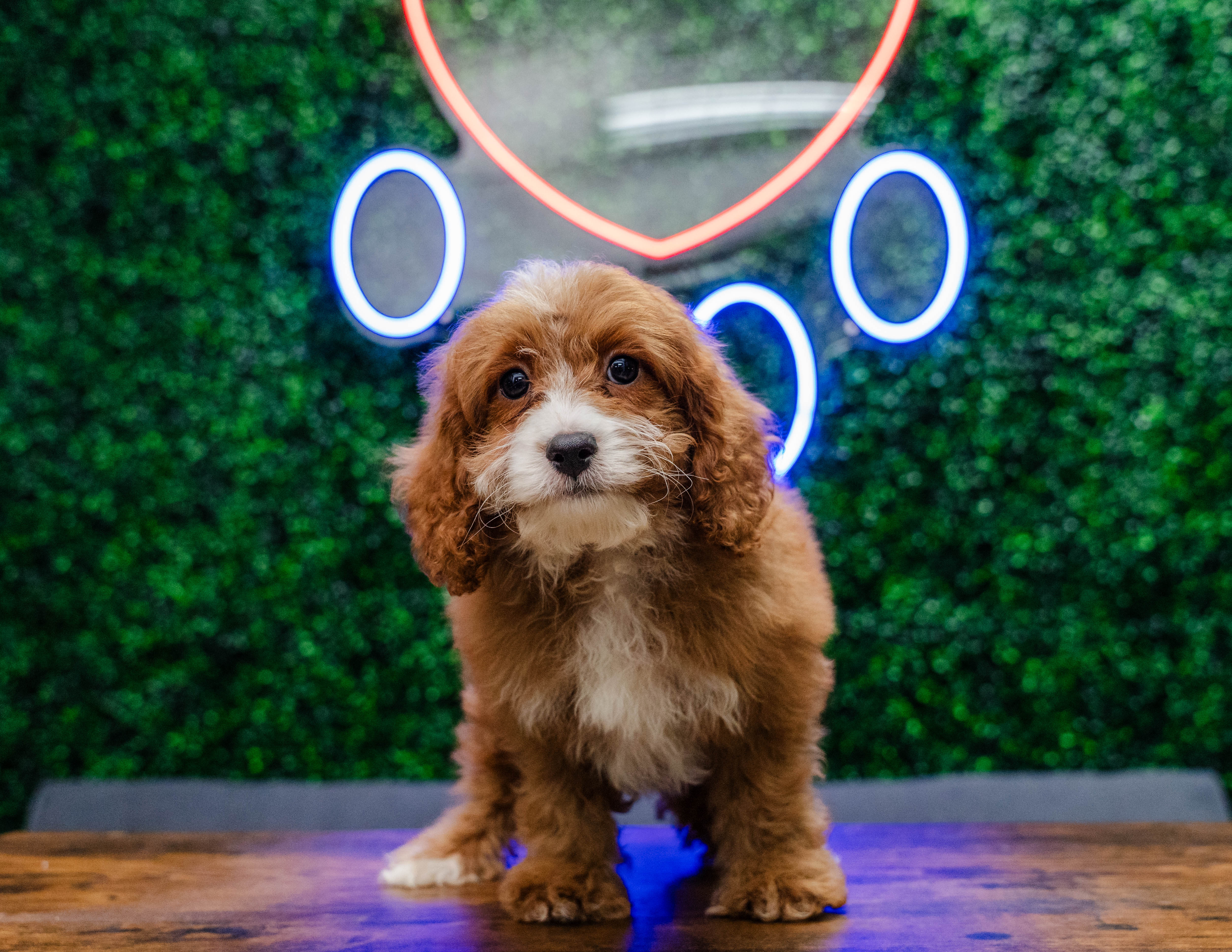 Best Cavapoo Baby