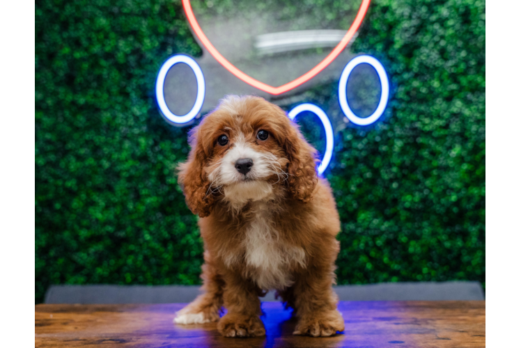 Meet Francisco - our Cavapoo Puppy Photo 1/4 - Puppy Love PR Best Cavapoo Baby