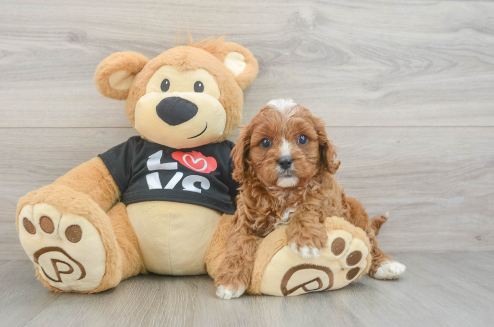 7 week old Cavapoo Puppy For Sale - Puppy Love PR