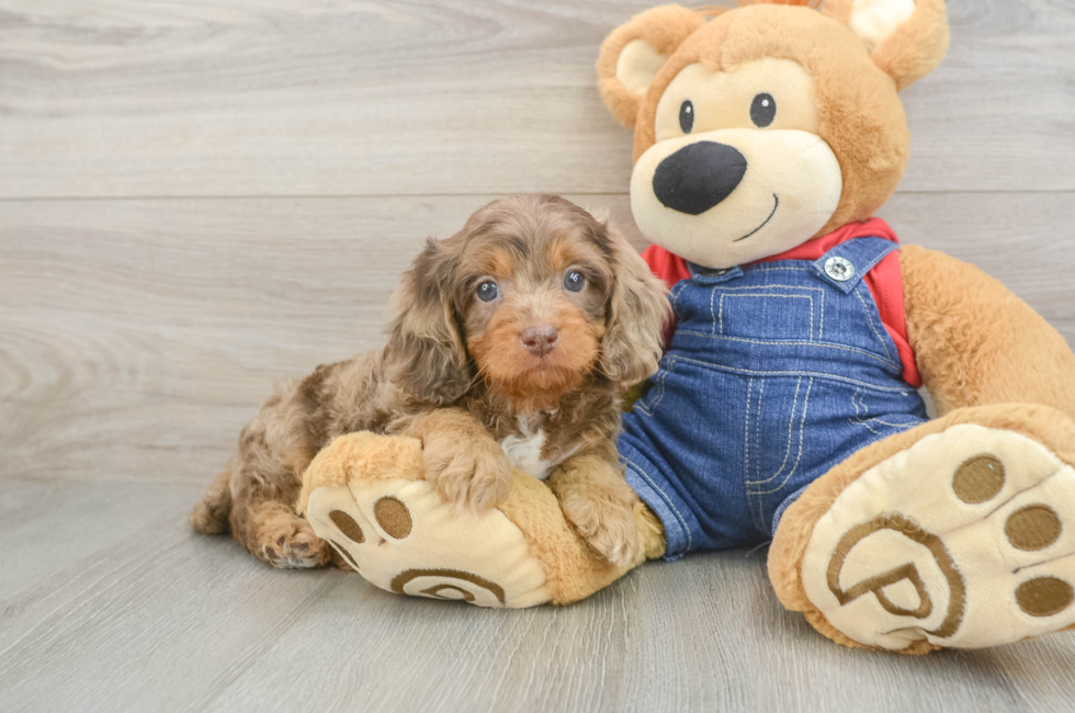 5 week old Cavapoo Puppy For Sale - Puppy Love PR