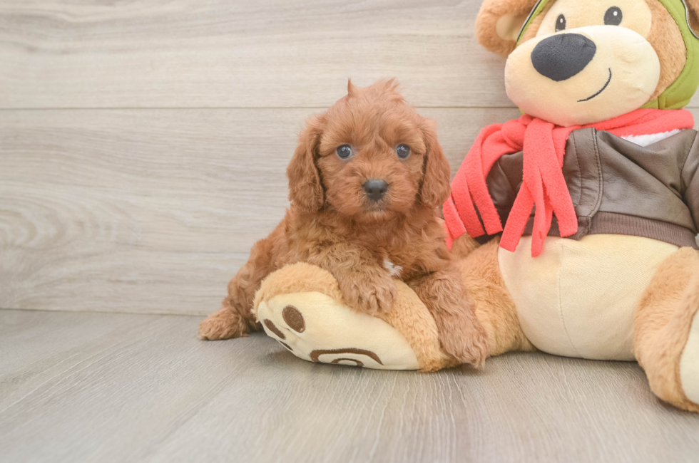 5 week old Cavapoo Puppy For Sale - Puppy Love PR