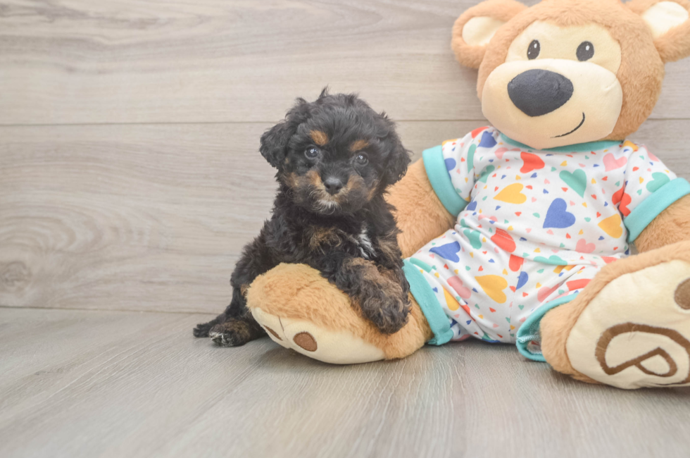 5 week old Cavapoo Puppy For Sale - Puppy Love PR