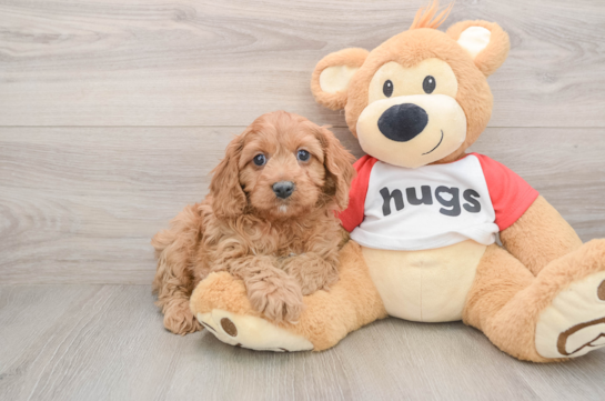 Petite Cavapoo Poodle Mix Pup