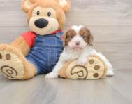 8 week old Cavapoo Puppy For Sale - Puppy Love PR