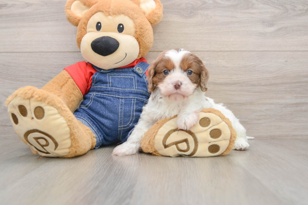 Cavapoo Pup Being Cute
