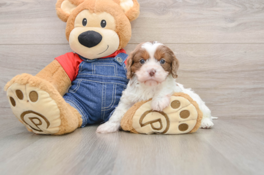 Cavapoo Pup Being Cute
