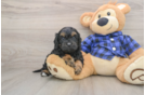 Best Cavapoo Baby