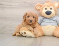8 week old Cavapoo Puppy For Sale - Puppy Love PR