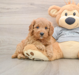 9 week old Cavapoo Puppy For Sale - Puppy Love PR