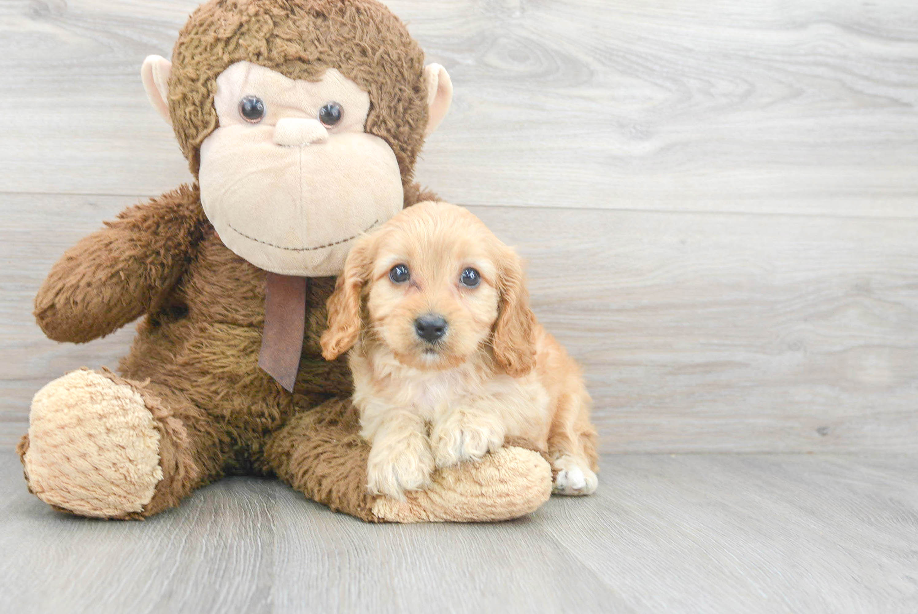 Cavapoo Pup Being Cute