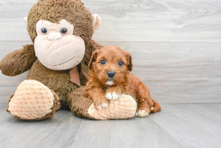 Smart Cavapoo Poodle Mix Pup