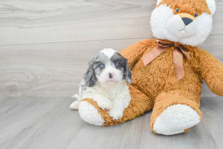 Sweet Cavapoo Baby