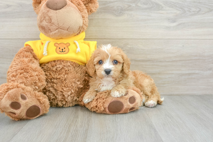 Best Cavapoo Baby