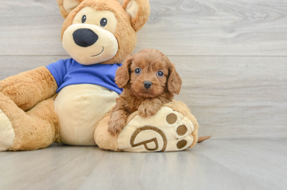 6 week old Cavapoo Puppy For Sale - Puppy Love PR