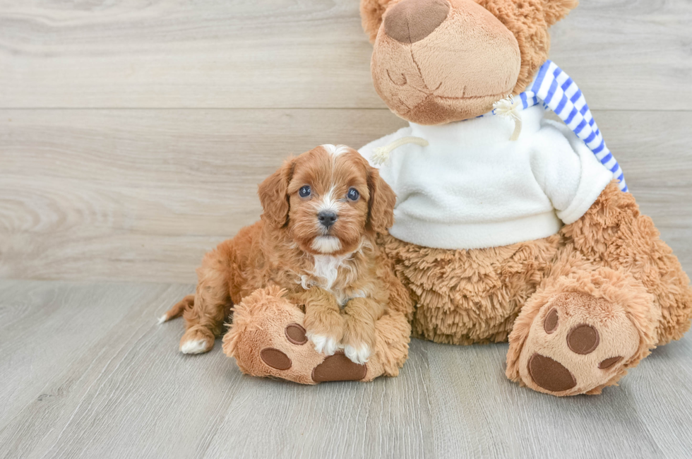 7 week old Cavapoo Puppy For Sale - Puppy Love PR