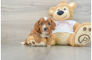 Cavapoo Pup Being Cute