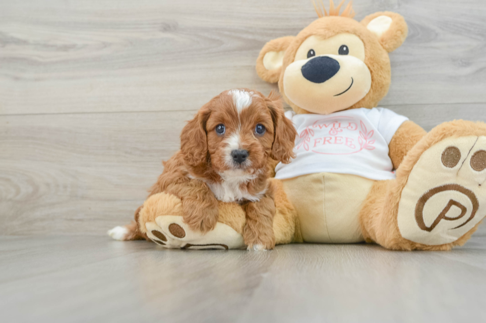 Cavapoo Pup Being Cute