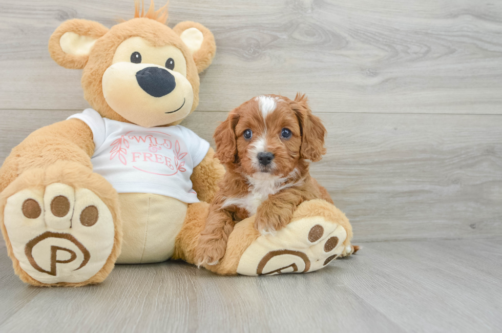 5 week old Cavapoo Puppy For Sale - Puppy Love PR