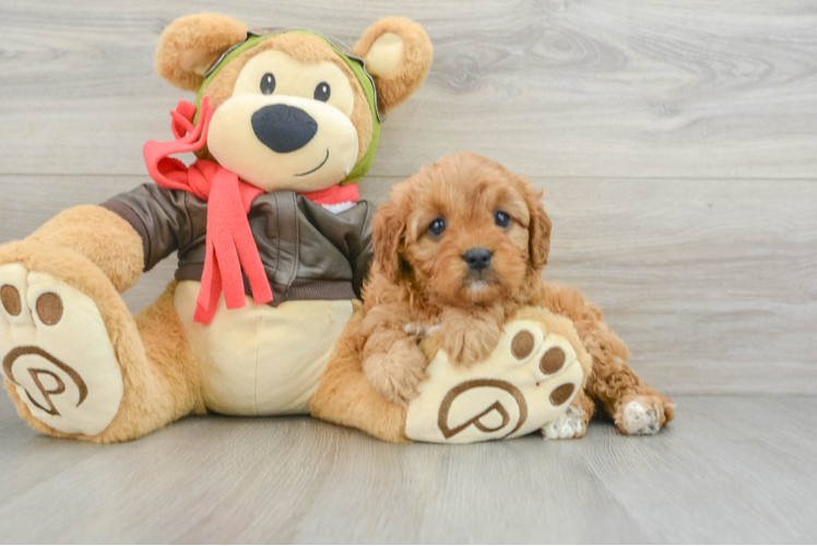 Playful Cavapoodle Poodle Mix Puppy