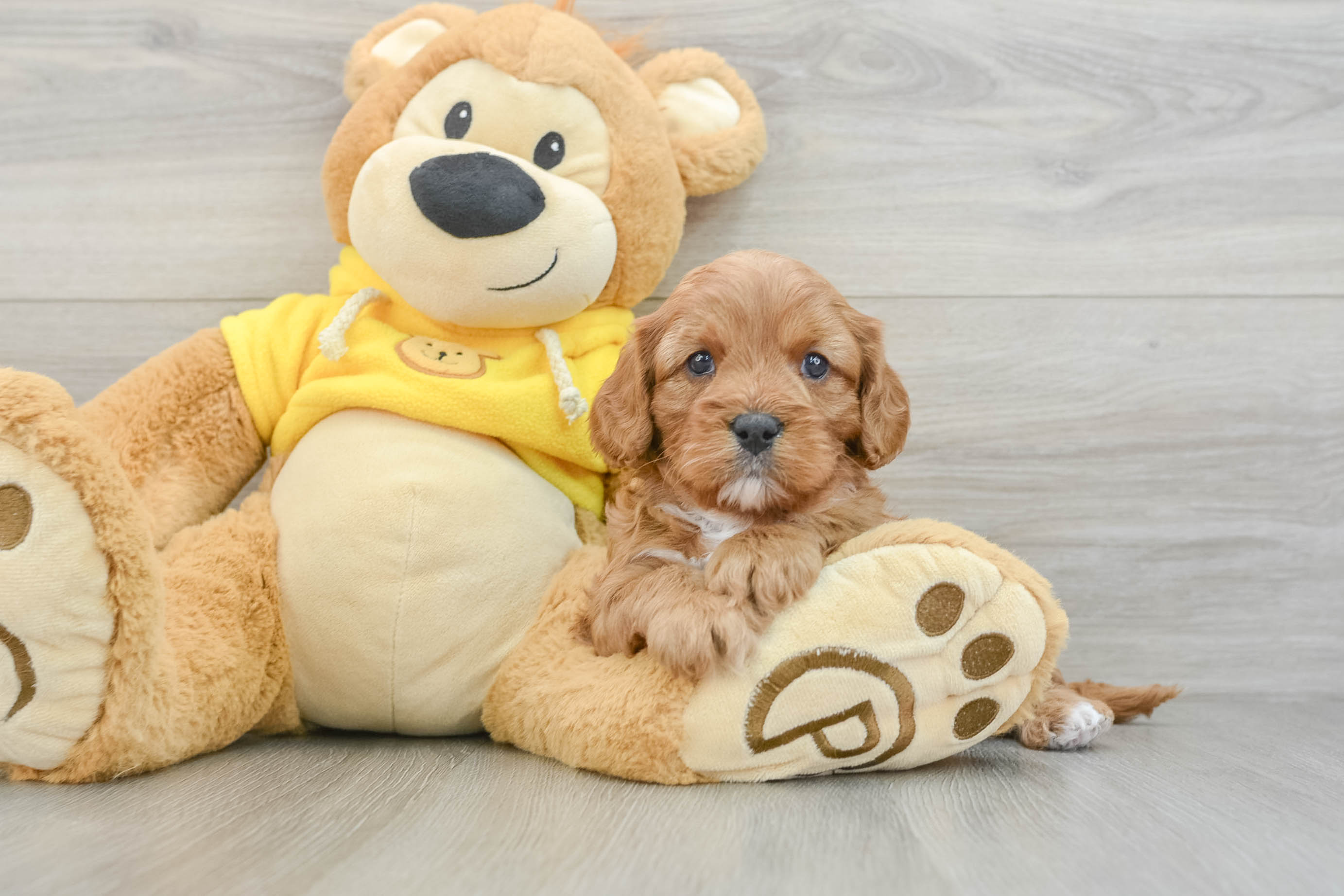 Funny Cavapoo Poodle Mix Pup