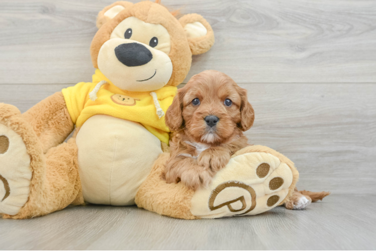 Funny Cavapoo Poodle Mix Pup
