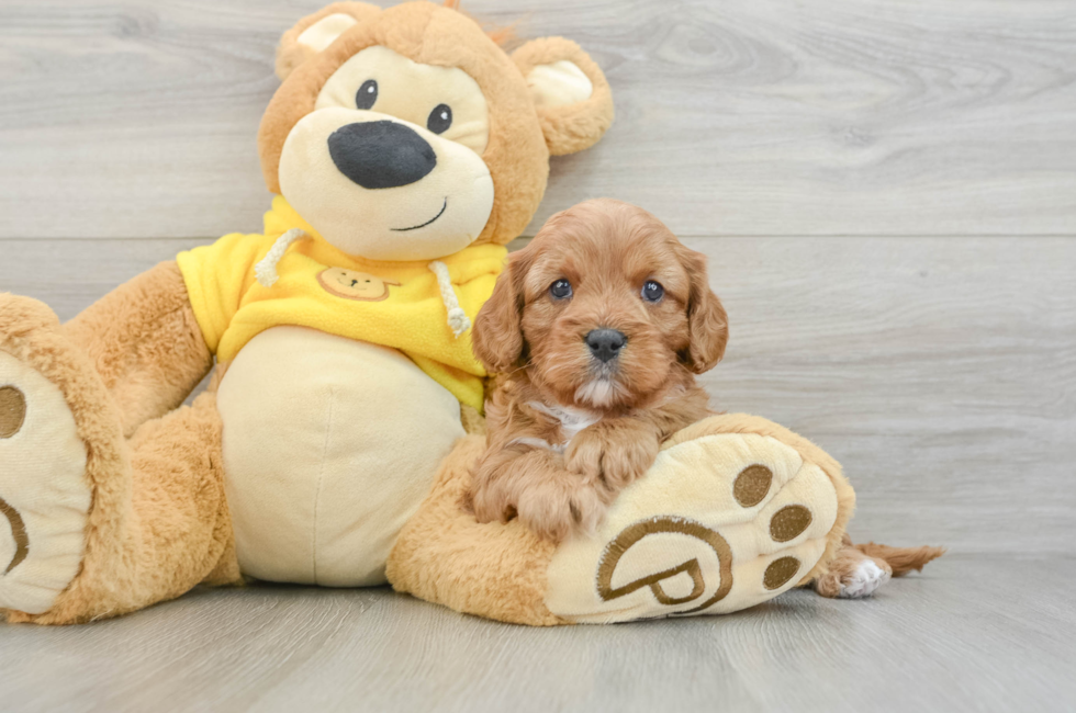 6 week old Cavapoo Puppy For Sale - Puppy Love PR