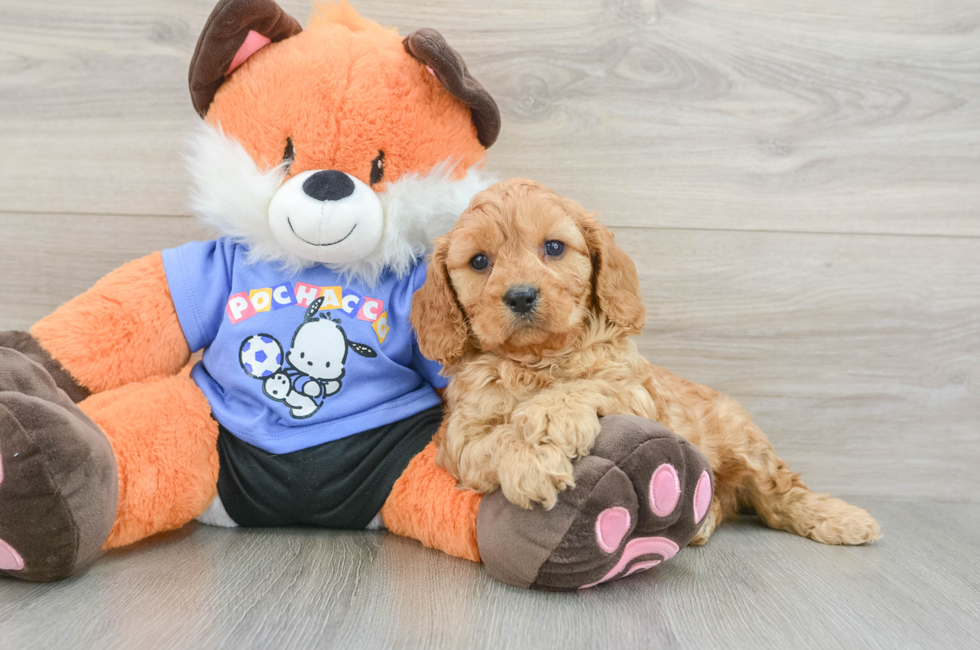7 week old Cavapoo Puppy For Sale - Puppy Love PR