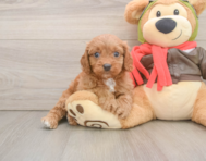 7 week old Cavapoo Puppy For Sale - Puppy Love PR