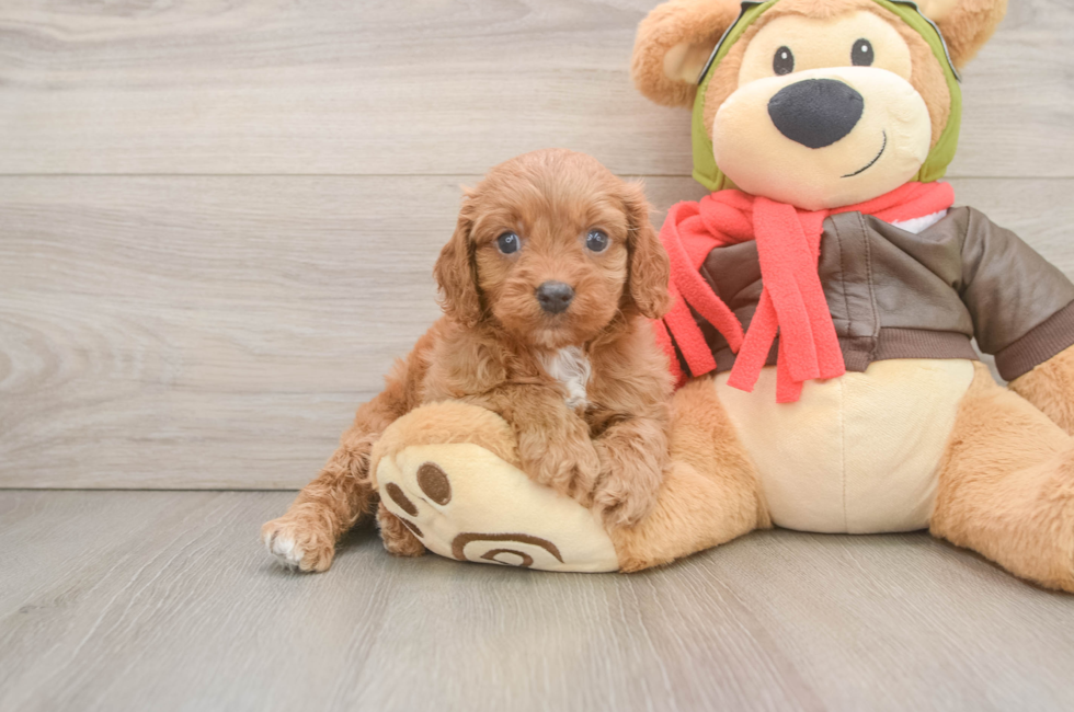 6 week old Cavapoo Puppy For Sale - Puppy Love PR