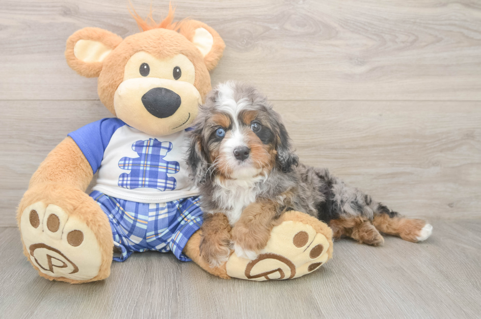 6 week old Cavapoo Puppy For Sale - Puppy Love PR