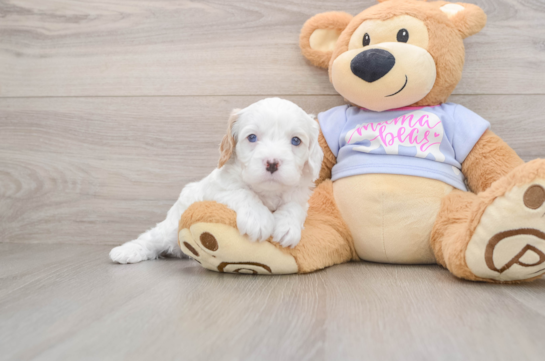Cavapoo Pup Being Cute