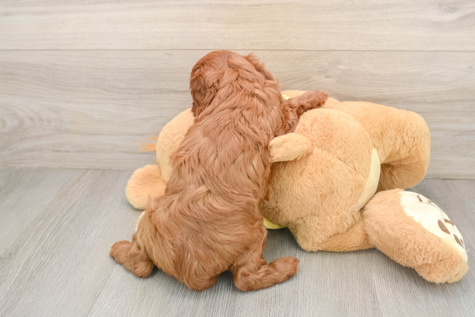 Cavapoo Pup Being Cute