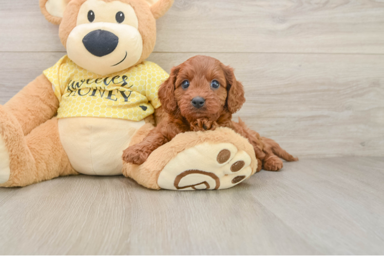 Sweet Cavapoo Baby