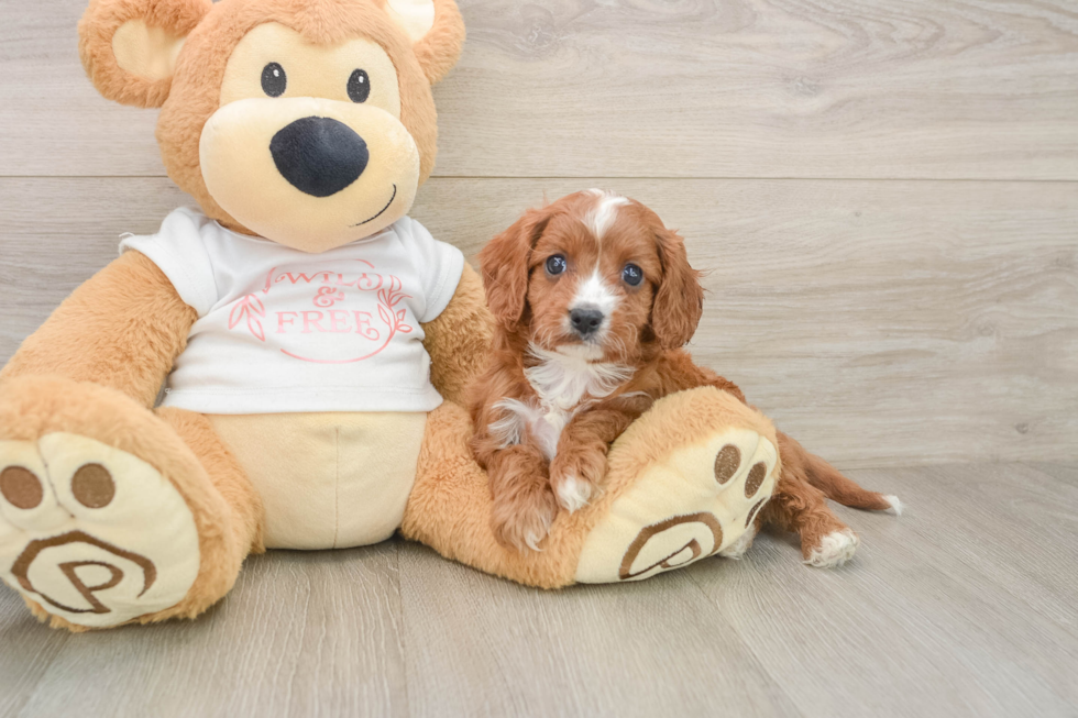 Cavapoo Puppy for Adoption