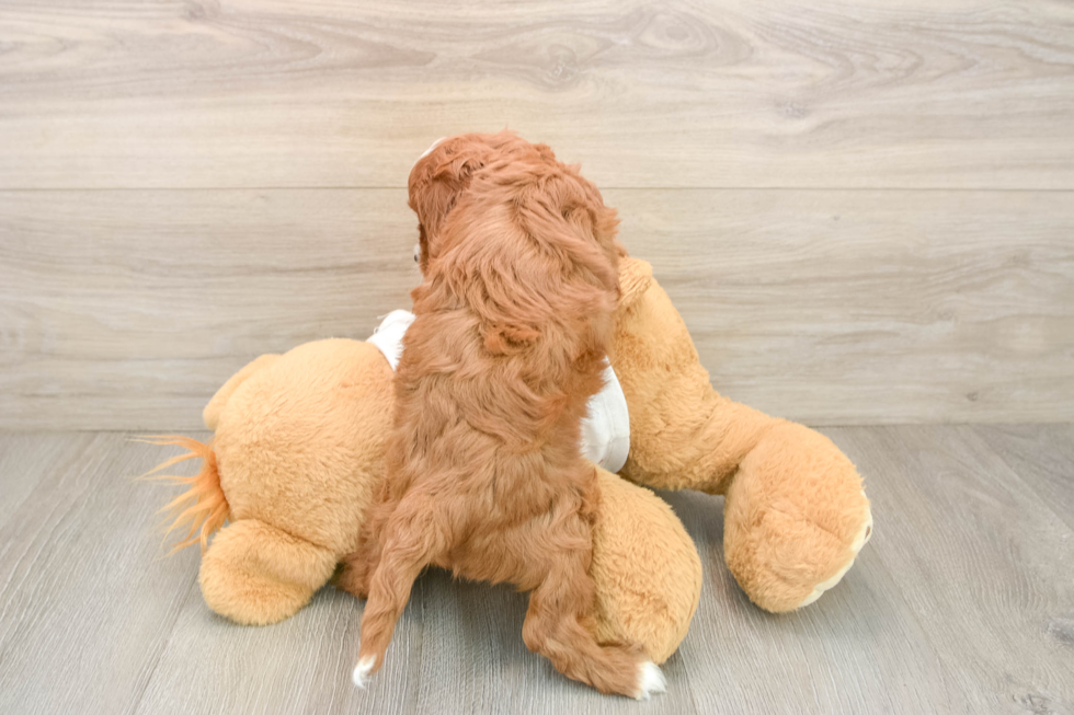 Cavapoo Puppy for Adoption